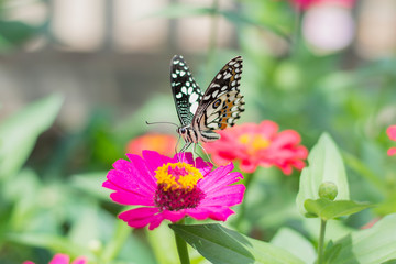  Butterflies in spring