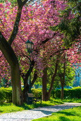 cherry blossom in the park. beautiful urban scenery in the morning. scene with bench and lantern. sunny weather.