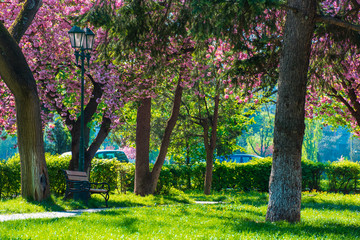 Naklejka premium sakura blossom in the Masaryk park in Uzhgorod, Ukraine. beautiful urban scenery with bench and lantern in the morning. sunny weather.