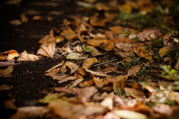 Autumn leaves. beauty