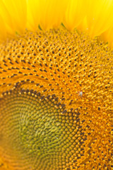 Sunflower close-up