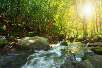 forest stream among the rocks. beautiful summer scenery on a sunny day. wonderful nature...