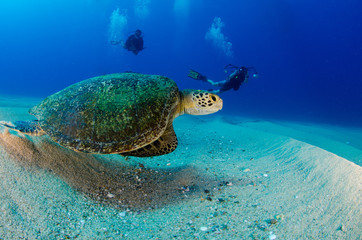 Sea turtle resting in the reefs of Cabo Pulmo National Park. Baja California Sur,Mexico. - 247958878