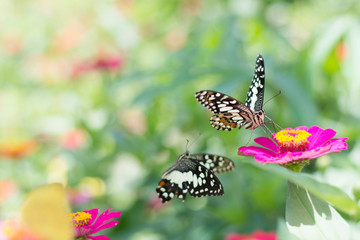  Butterflies in spring