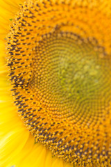 Sunflower close-up