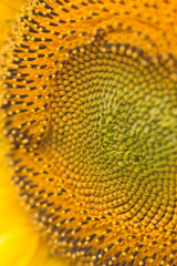 Sunflower close-up