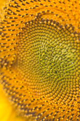 Sunflower close-up