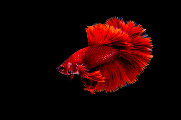 betta Fighting fish