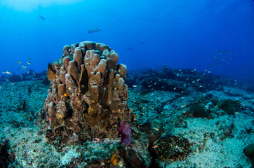 Coral reef scenics of the Sea of Cortez, Baja California Sur, Mexico. 
