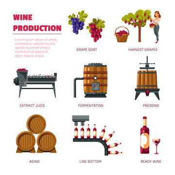 Wine production grape harvest extract juice and fermentation