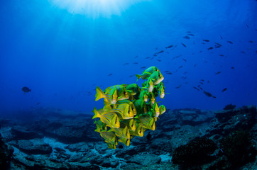 Panamic porkfish (Anisotremus taeniatus),colorful yellow fish in a school, baitball or tornado, the...