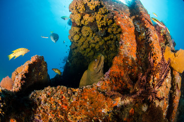 Coral reef scenics of the Sea of Cortez, Baja California Sur, Mexico. 