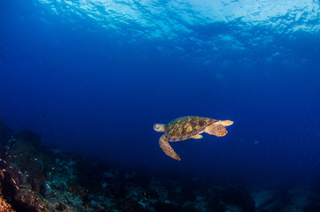 Sea turtle resting in the reefs of Cabo Pulmo National Park. Baja California Sur,Mexico.