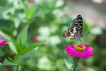 Obraz na płótnie Canvas Butterflies in spring