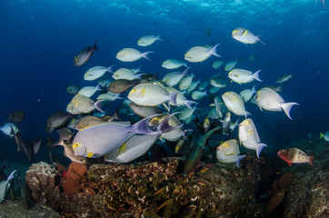 Fototapeta na wymiar Surgeonfish. reefs of the Sea of Cortez, Pacific ocean. Cabo Pulmo, Baja California Sur, Mexico. 