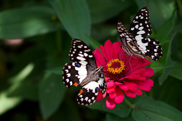  Butterflies in spring