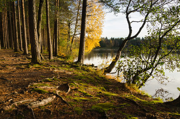 Autumn forest landscape golden leaves of trees on the lake coast.