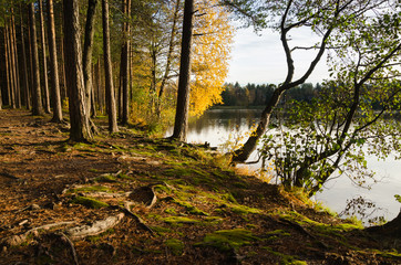 Obraz premium Autumn forest landscape golden leaves of trees on the lake coast.