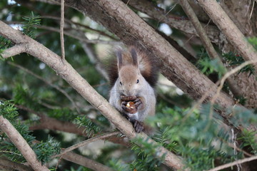木の上でクルミを食べる冬のエゾリス