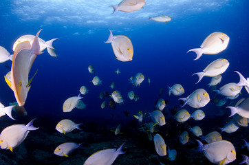 Obraz na płótnie Canvas Surgeonfish. reefs of the Sea of Cortez, Pacific ocean. Cabo Pulmo, Baja California Sur, Mexico. 