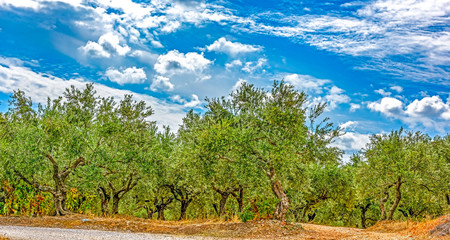 Olive trees (Olea europaea)