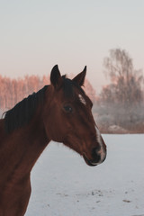 Two beautiful adult domestic horses  standing and walking on the snowy field on a cold overcast day in the winter . Isolated on white, sunny field. Horses in Latvia 