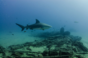 Fototapeta na wymiar Bull Shark (Carcharhinus leucas). reefs of the Sea of Cortez, Pacific ocean. Cabo Pulmo, Baja California Sur, Mexico. The world's aquarium.