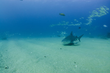 Fototapeta premium Bull Shark (Carcharhinus leucas). reefs of the Sea of Cortez, Pacific ocean. Cabo Pulmo, Baja California Sur, Mexico. The world's aquarium.