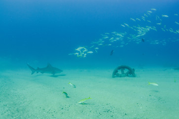 Fototapeta na wymiar Bull Shark (Carcharhinus leucas). reefs of the Sea of Cortez, Pacific ocean. Cabo Pulmo, Baja California Sur, Mexico. The world's aquarium.