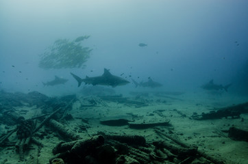 Bull Shark (Carcharhinus leucas). reefs of the Sea of Cortez, Pacific ocean. Cabo Pulmo, Baja California Sur, Mexico. The world's aquarium.