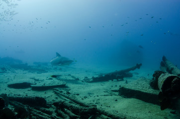 Bull Shark (Carcharhinus leucas). reefs of the Sea of Cortez, Pacific ocean. Cabo Pulmo, Baja California Sur, Mexico. The world's aquarium.