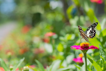  Butterflies in spring