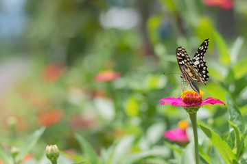  Butterflies in spring