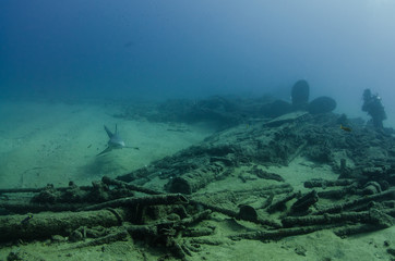 Bull Shark (Carcharhinus leucas). reefs of the Sea of Cortez, Pacific ocean. Cabo Pulmo, Baja California Sur, Mexico. The world's aquarium.