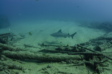 Bull Shark (Carcharhinus leucas). reefs of the Sea of Cortez, Pacific ocean. Cabo Pulmo, Baja California Sur, Mexico. The world's aquarium.