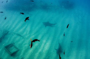 Bull Shark (Carcharhinus leucas). reefs of the Sea of Cortez, Pacific ocean. Cabo Pulmo, Baja...