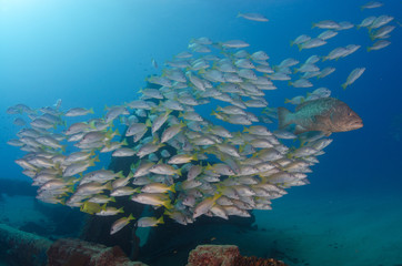 Fototapeta na wymiar Yellow snapper (Lutjanus argentiventris), forming a school in a shipwreck, reefs of Sea of Cortez, Pacific ocean. Cabo Pulmo, Baja California Sur, Mexico. 