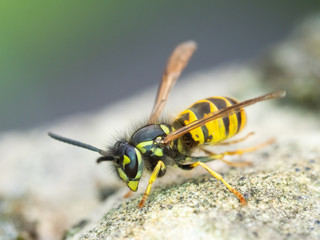 Wasp cleaning itself
