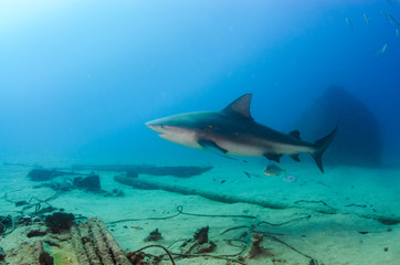 Obraz na płótnie Canvas Bull Shark (Carcharhinus leucas). reefs of the Sea of Cortez, Pacific ocean. Cabo Pulmo, Baja California Sur, Mexico. The world's aquarium.