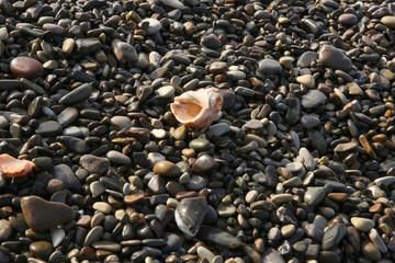 wet pebbles with shells on the Black Sea beach