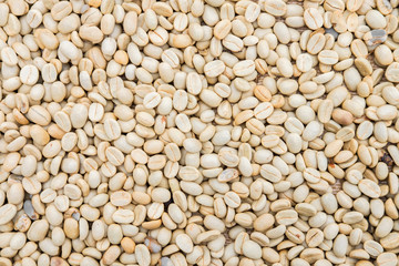 Process before being a coffee product to Coffee beans under sun to dry on background