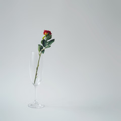 Champagne glass with red rose. Minimal composition. Abstract art idea.