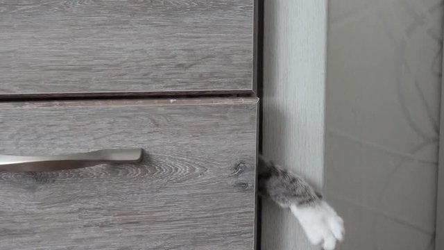 light striped cat with blue eyes climbs out of the drawer of the chest.