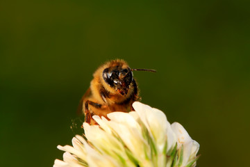 bees on the flowers