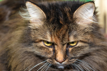 cat close-up, angry emotion
