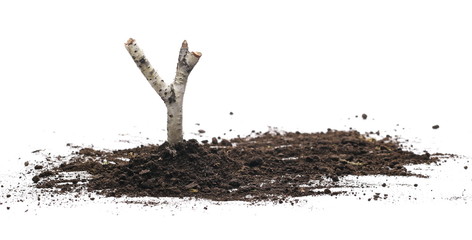 Soil, dirt pile with decorative twig, stick isolated on white background