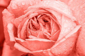 Beautiful living coral roses flowers close up. Tinted effect