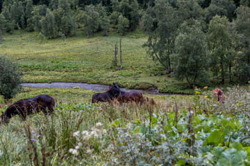 horses in the mountains