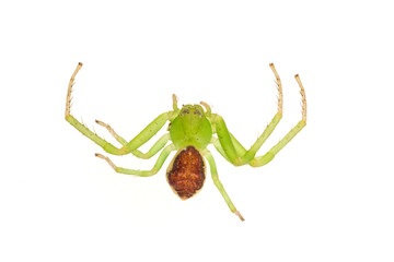 Green spider on a white background