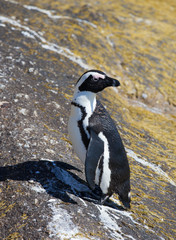 Fototapeta premium African penguin (Spheniscus demersus) on Boulders Beach near Cape Town South Africa relaxing in the sun on stones and algae